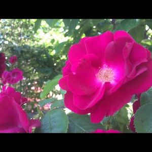 Meet your Posher, Tracy